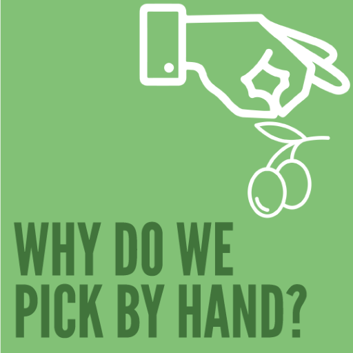 Natürel Sızma Zeytinyağı Neden Elle Toplanır?